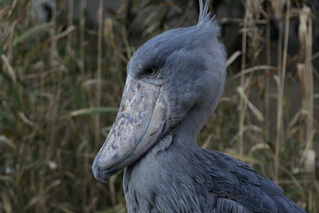 ハシビロコウ 絶滅危惧種 鳥 原画 エキゾチックアニマル アート 絵画 画家